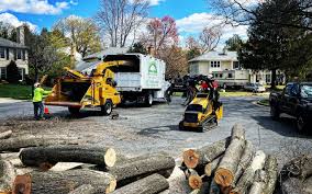 Best Arborist Consultation Services  in North Wildwood, NJ