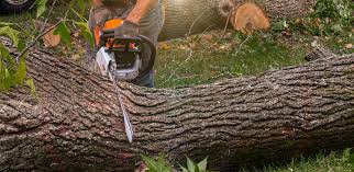 Best Palm Tree Trimming  in North Wildwood, NJ