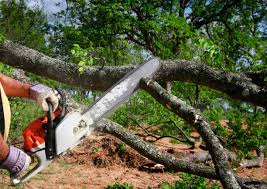 Best Root Management and Removal  in North Wildwood, NJ