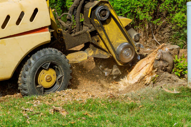 Best Lot and Land Clearing  in North Wildwood, NJ