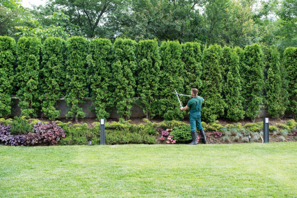 Best Hedge Trimming  in North Wildwood, NJ