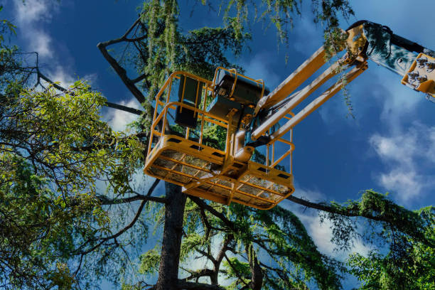 Reliable North Wildwood, NJ Tree Services Solutions
