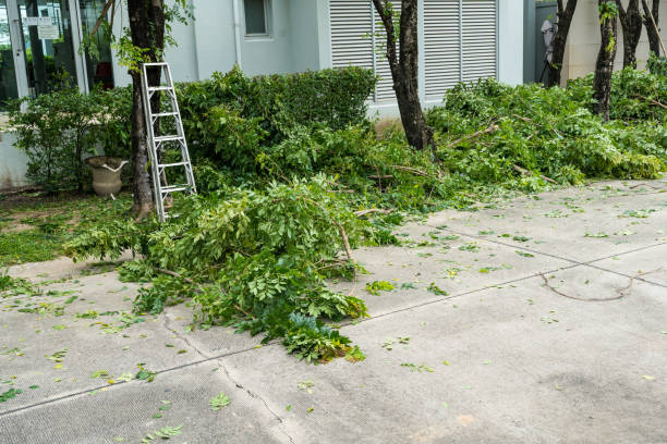 Best Tree Cabling and Bracing  in North Wildwood, NJ