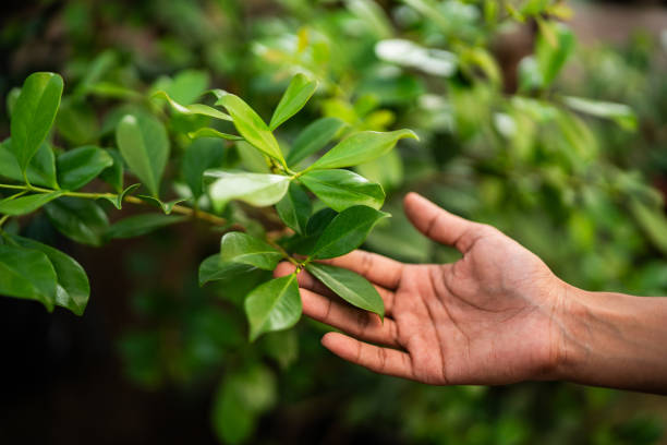 How Our Tree Care Process Works  in  North Wildwood, NJ