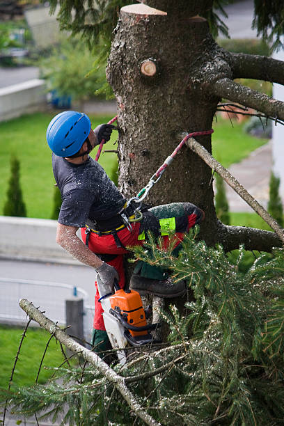 Best Hazardous Tree Removal  in North Wildwood, NJ