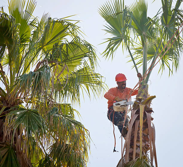 Best Tree Mulching  in North Wildwood, NJ