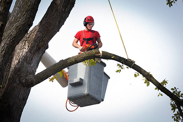  North Wildwood, NJ Tree Services Pros
