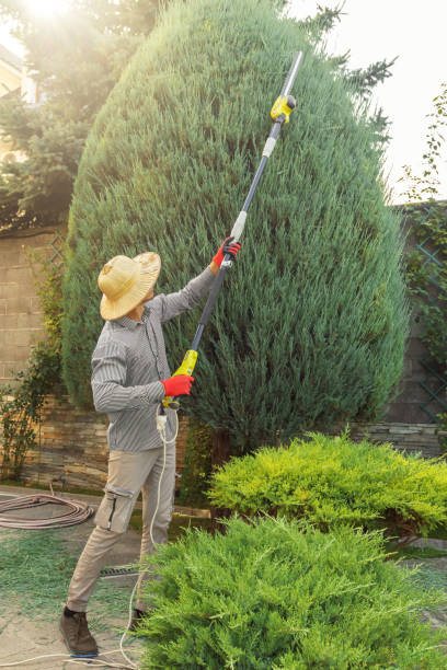 Best Tree Health Inspection  in North Wildwood, NJ