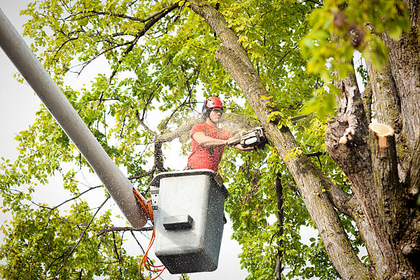 Best Tree Disease Treatment  in North Wildwood, NJ