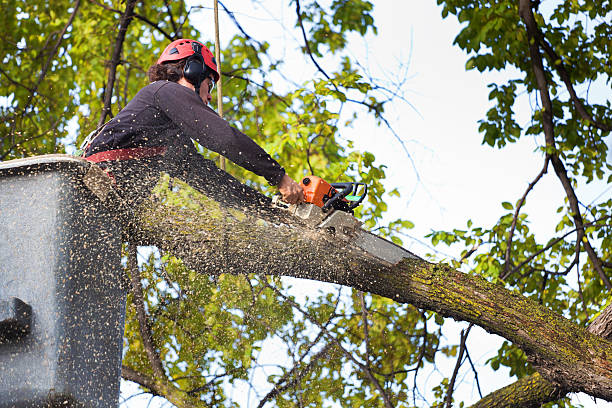 Best Lawn Watering Services  in North Wildwood, NJ